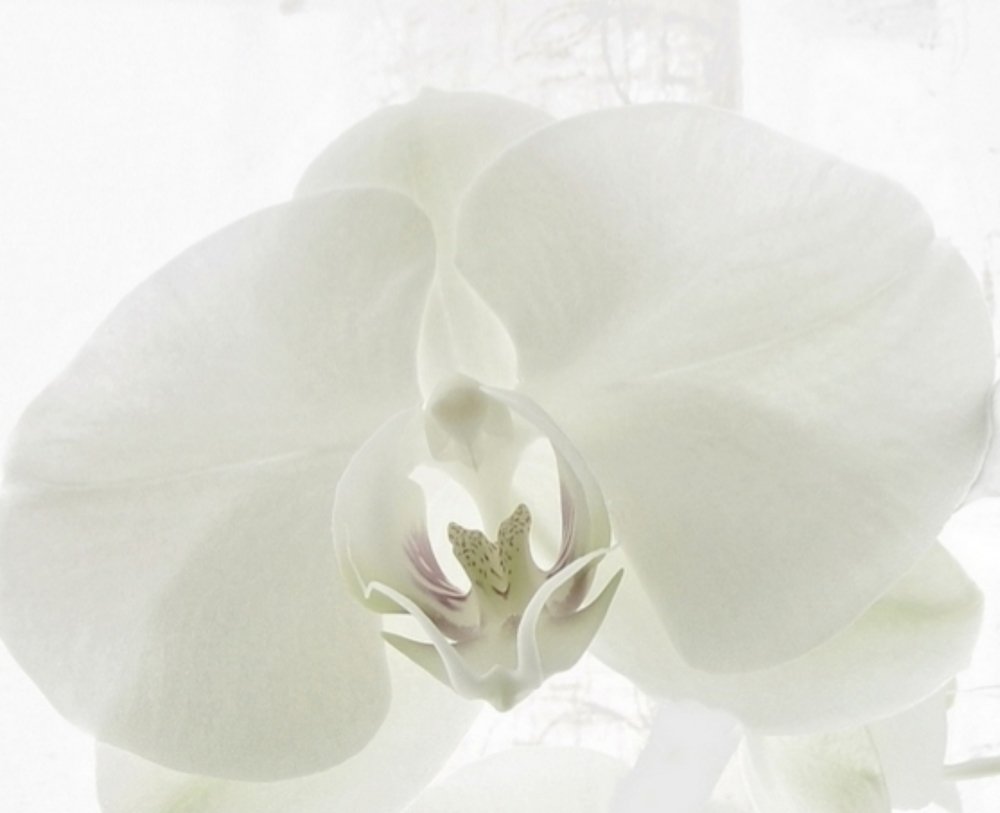 Photograph by Lev Prilutsky