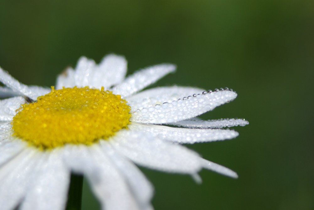 Photograph by Герман Локоцкий