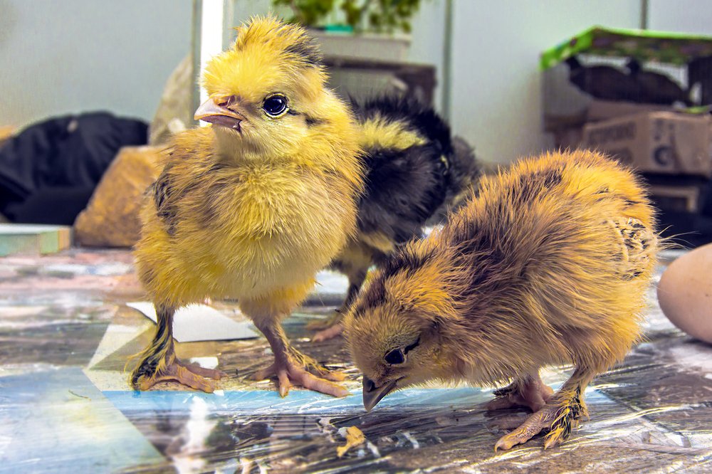 Photograph by Сергей Черных