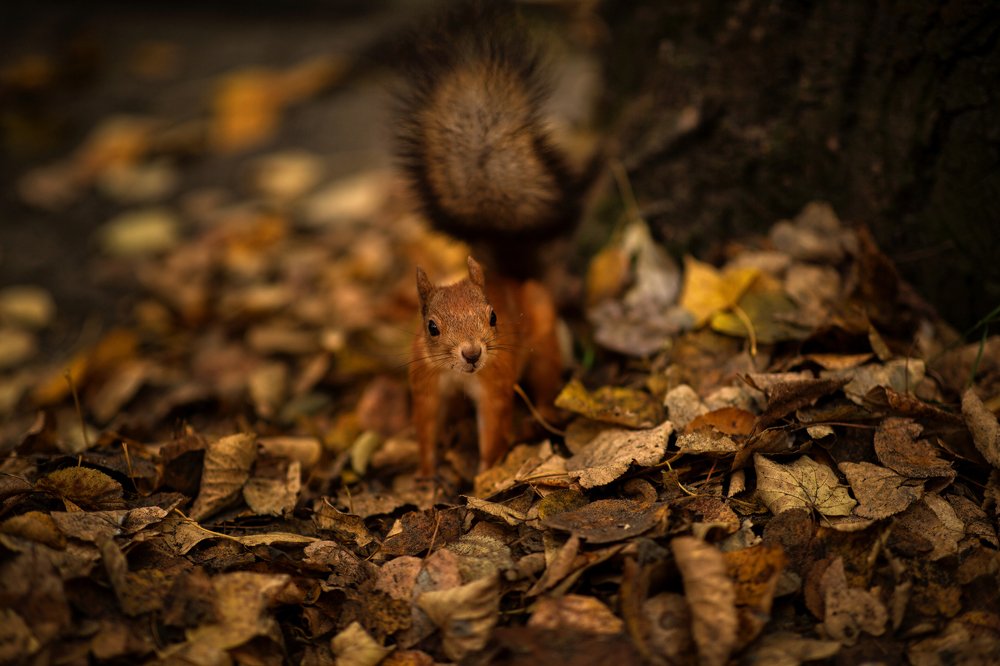 Photograph by Алёна Костюковец