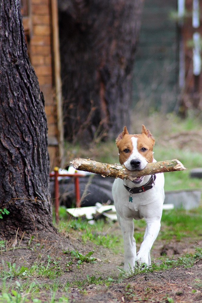 Photograph by Надежда Тарасенко
