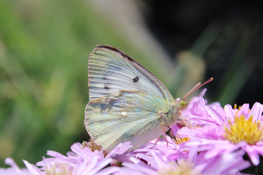 Photograph by Юлия Чурина