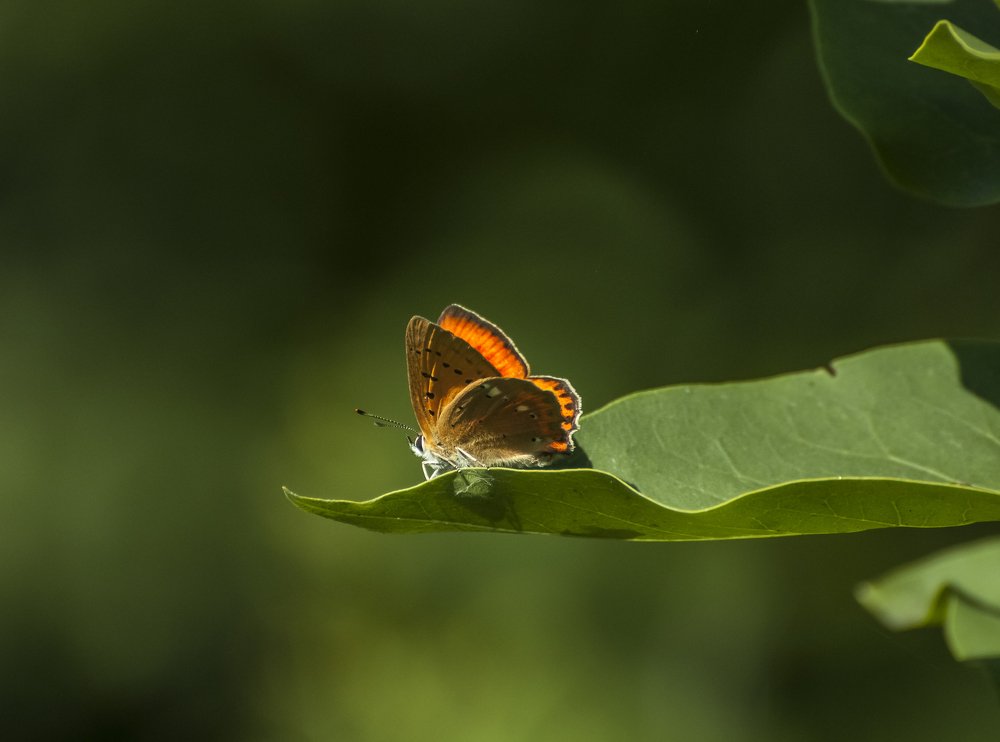 Летний подарок..