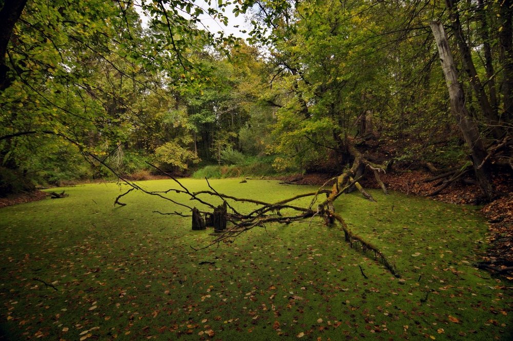 зеленые джунгли