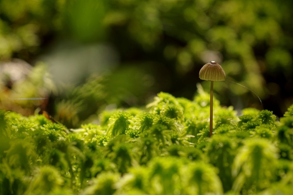 инопланетянин