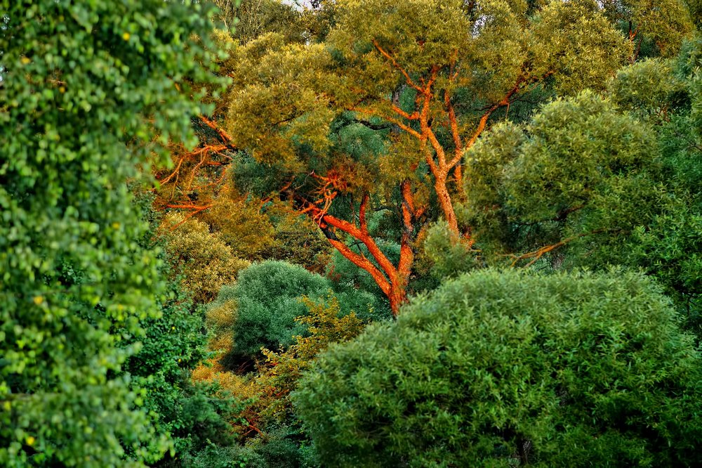 Зеленый лабиринт