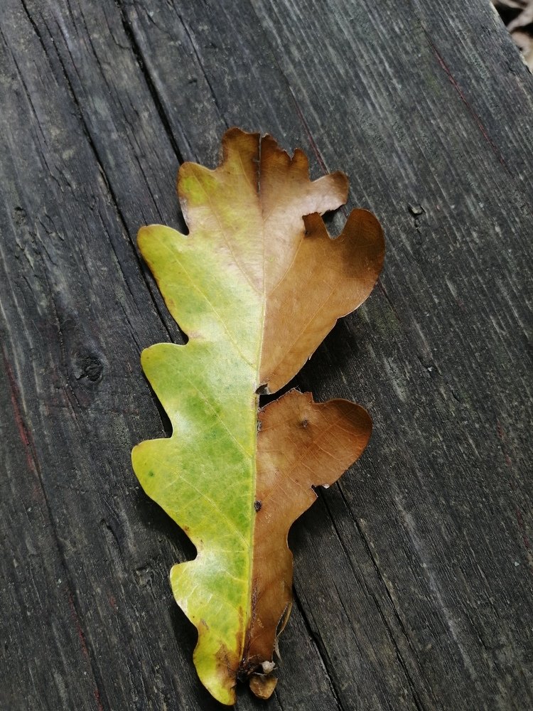 Photograph by Екатерина Тарасова