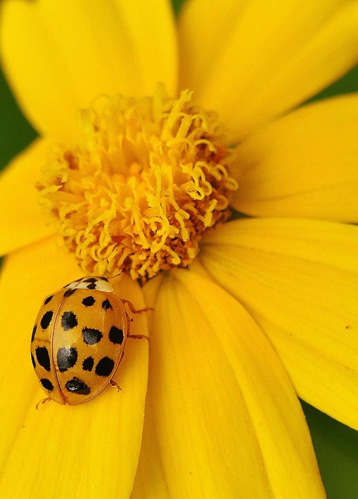Фотография автора Билан Виктория