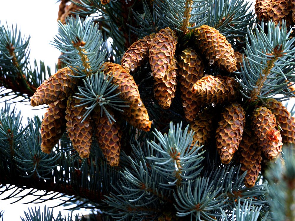 Photograph by Elena Khalizova