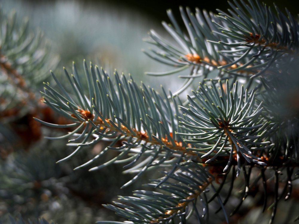 Photograph by Elena Khalizova