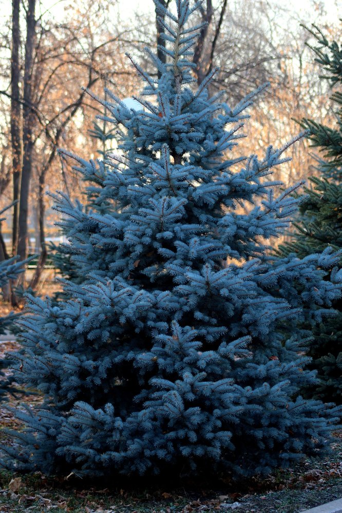 Photograph by Elena Khalizova