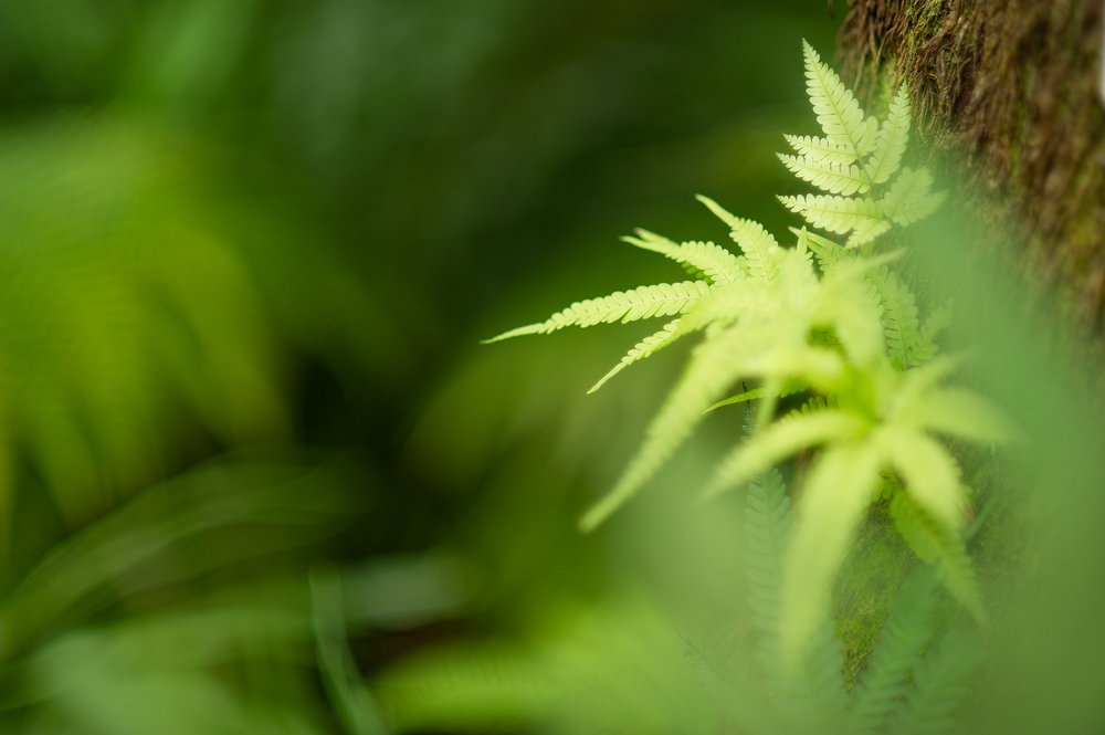 Photograph by Анастасия Ломаева