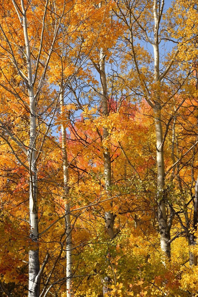 Photograph by Людмила Воропаева