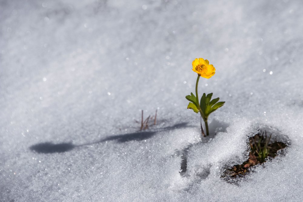 Несмотря ни на что