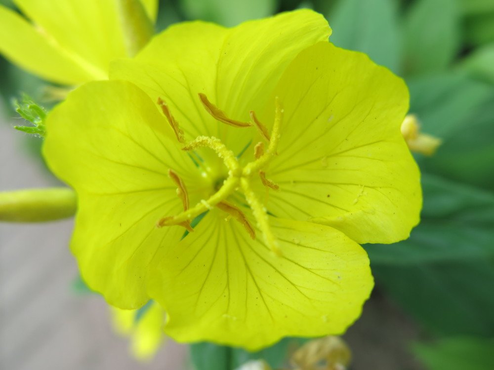 Photograph by ЭЛЬМИРА  ИСМАИЛОВА