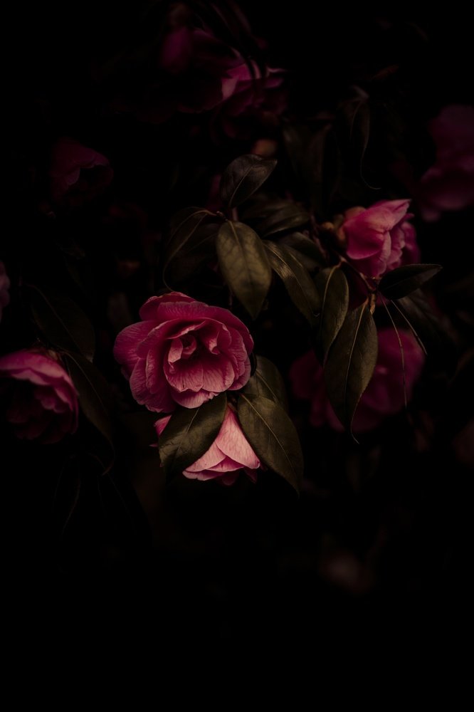 Rose In Black