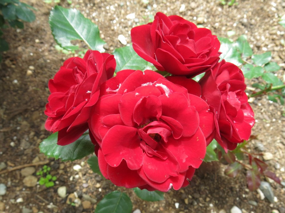 Photograph by ЭЛЬМИРА  ИСМАИЛОВА