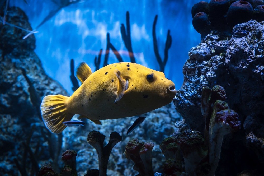 Photograph by Яэль (Юлия Ситохова)