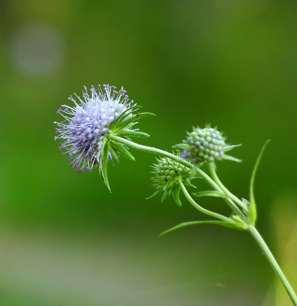 Photograph by Ирина Корабельникова