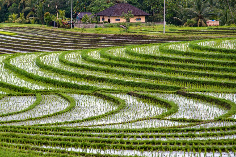 Рисовые террасы