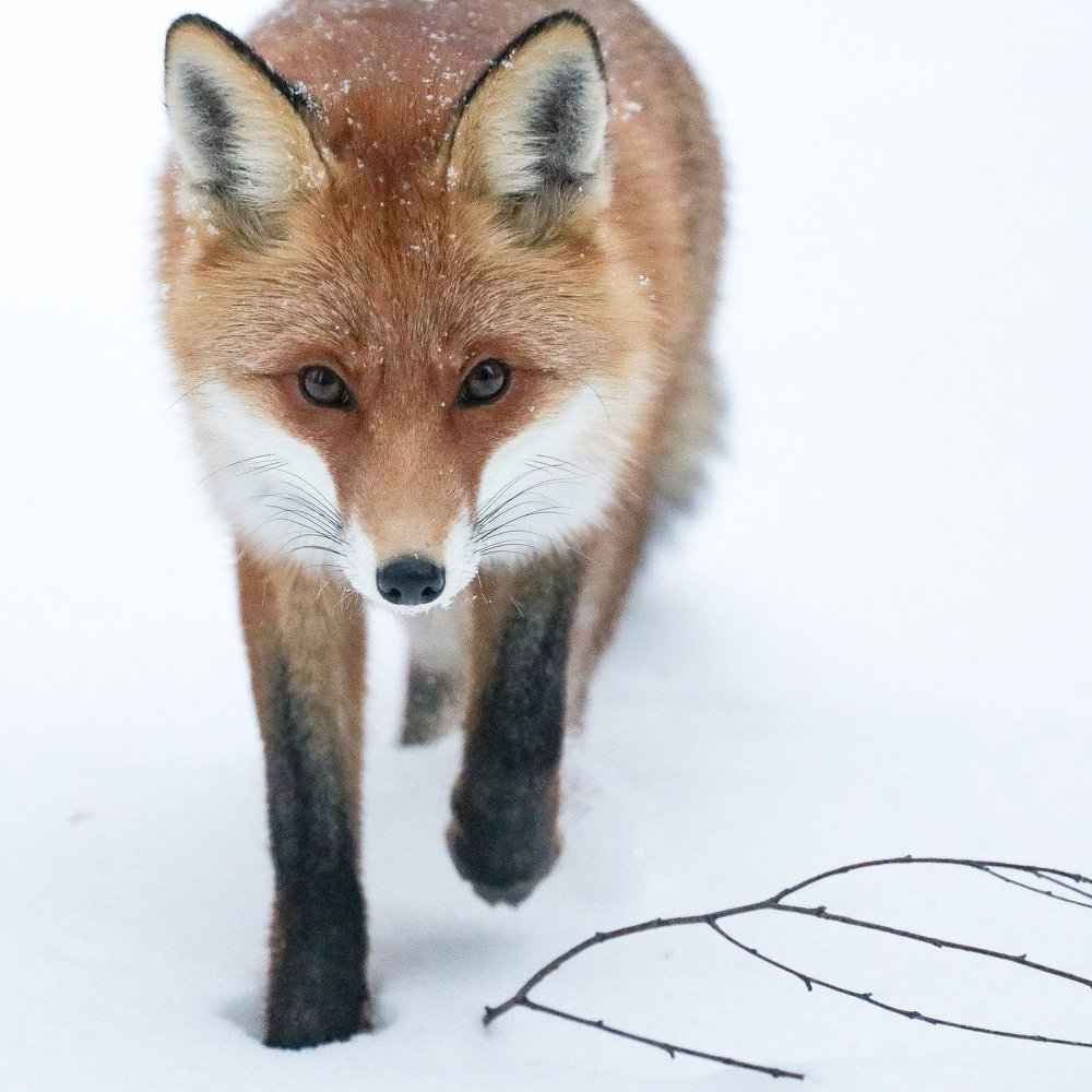 Photograph by Артём Пряхин