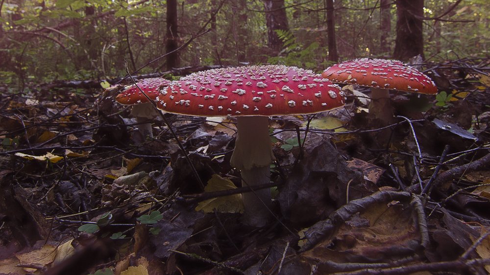 Photograph by Евгений Барзенков