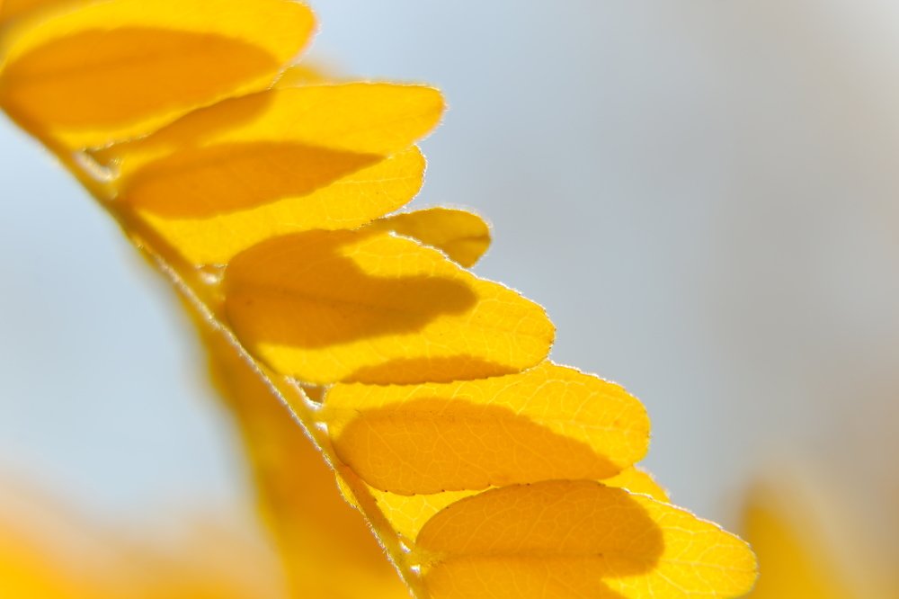 Photograph by Александр Шаварёв