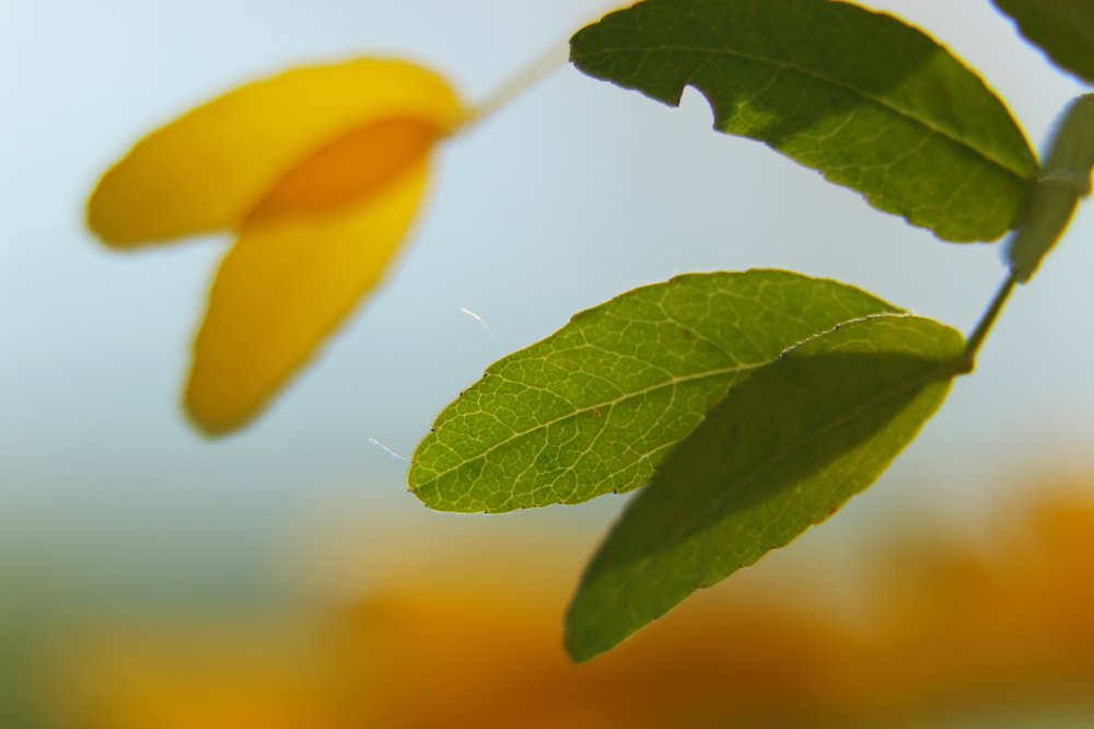 Photograph by Александр Шаварёв