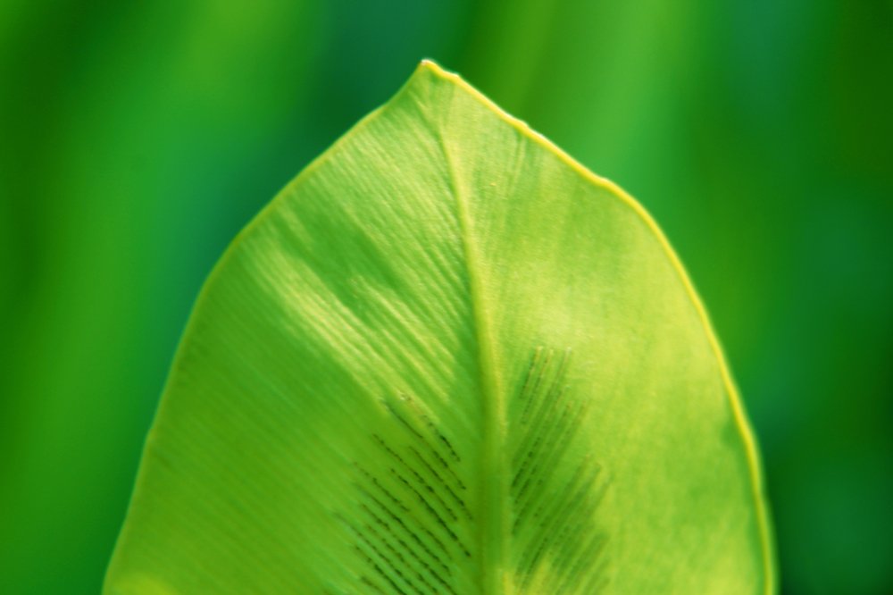 Photograph by Mijanur Rahman Md.