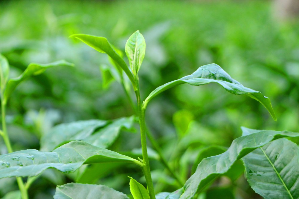 Photograph by Mijanur Rahman Md.