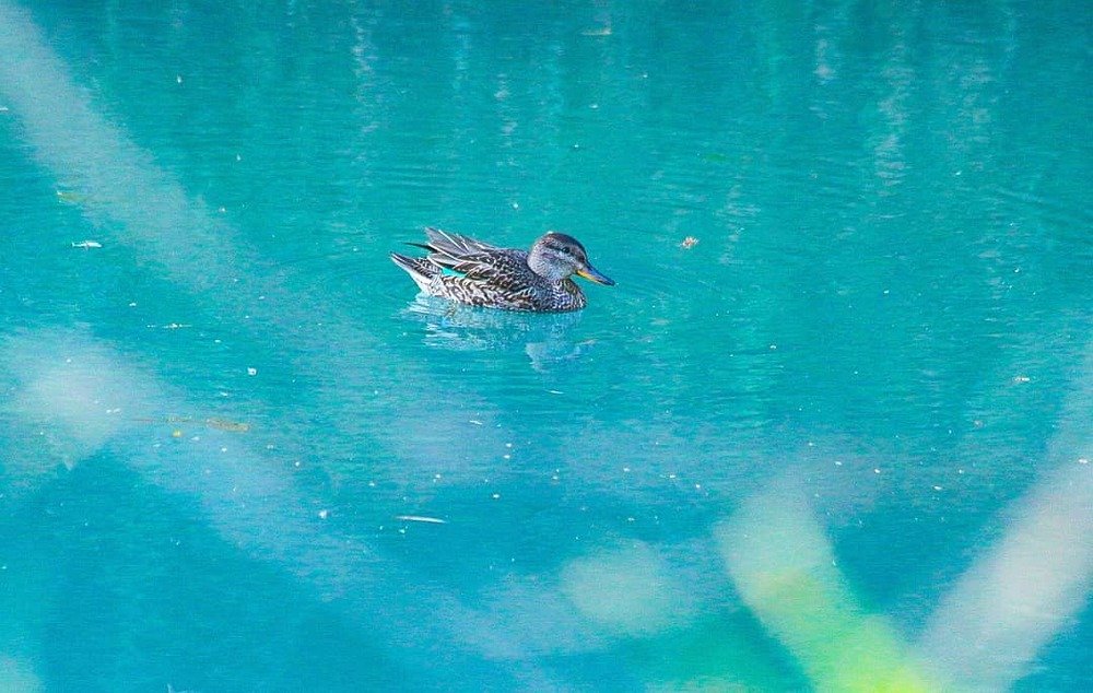 Фотография автора Юлия Егорова