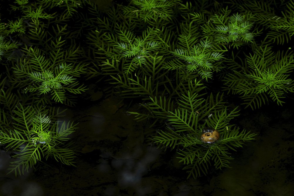 Фотография автора Иваненко Светлана