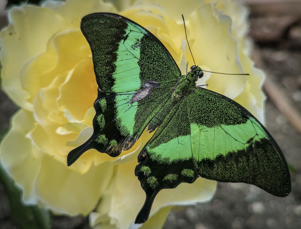 Photograph by Яэль (Юлия Ситохова)