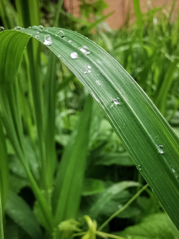 Photograph by Яэль (Юлия Ситохова)