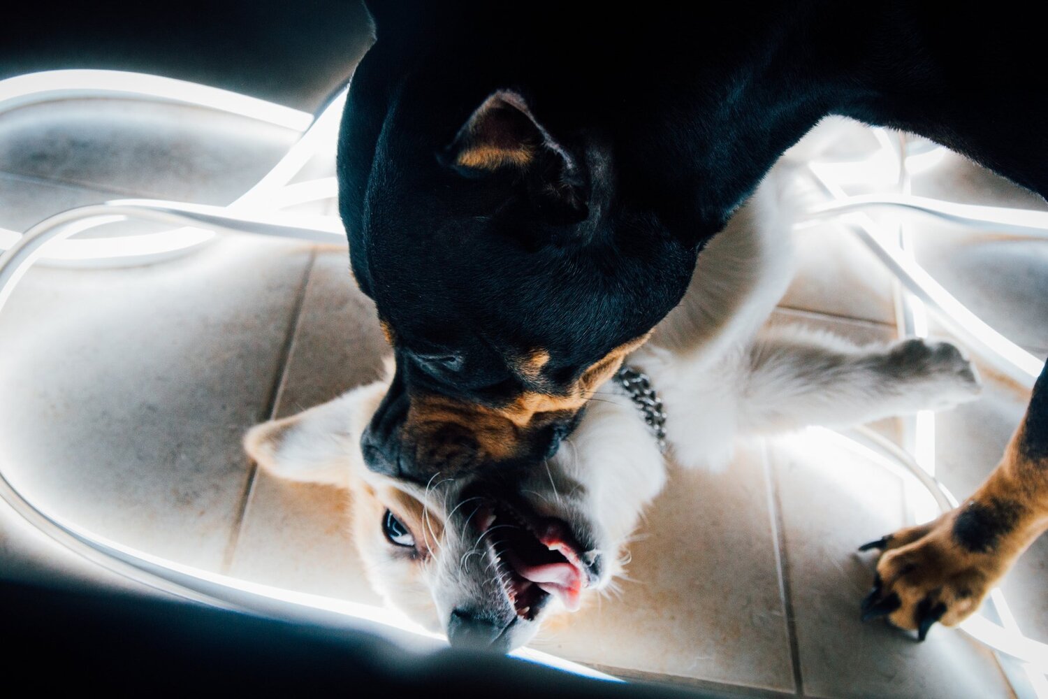 Pablo and Hasta