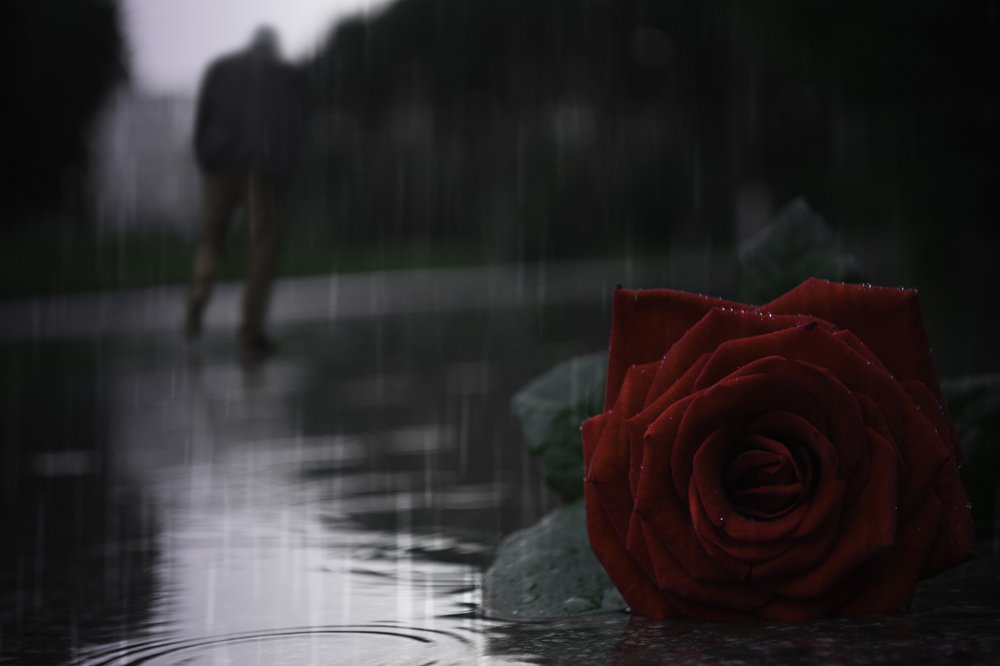 Red rose in rain. Sadness.