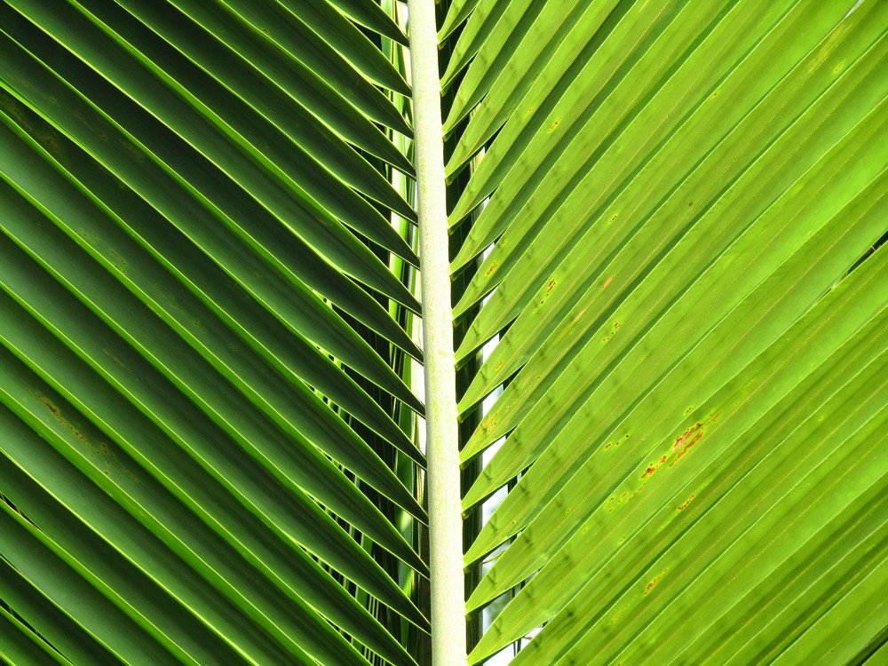 Two tonnes of color on one leaf.