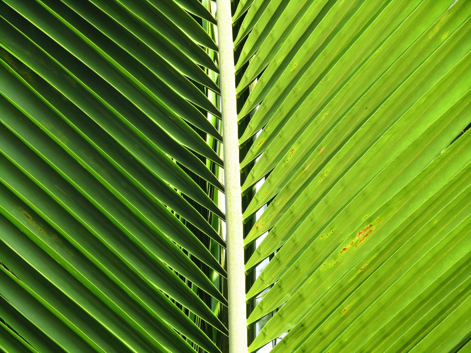 Two tonnes of color on one leaf.
