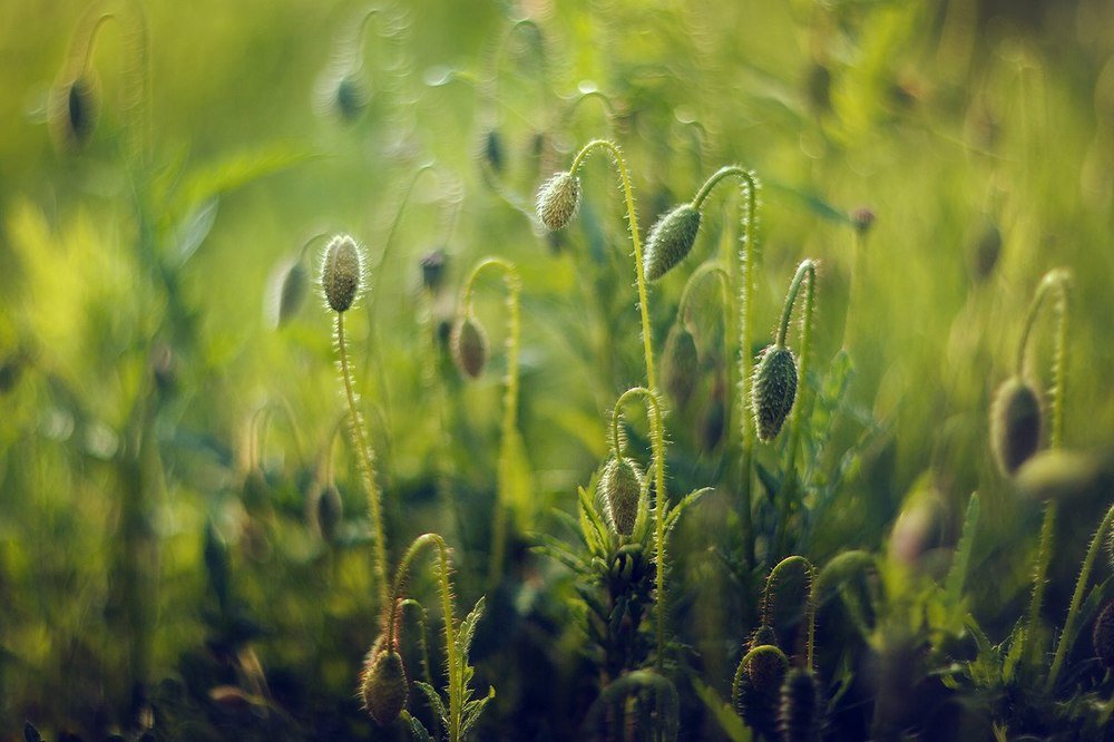 Photograph by Елена Галицкая