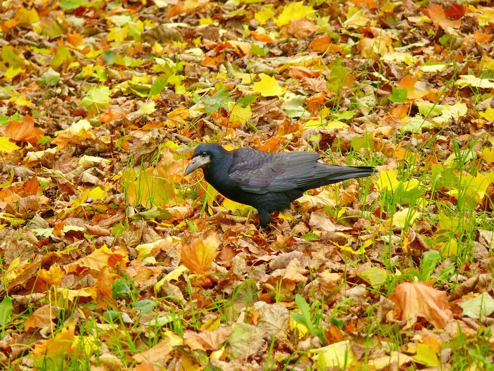 Фотография автора Анатолий Борисов