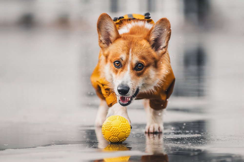 Фотография автора PO IRINA