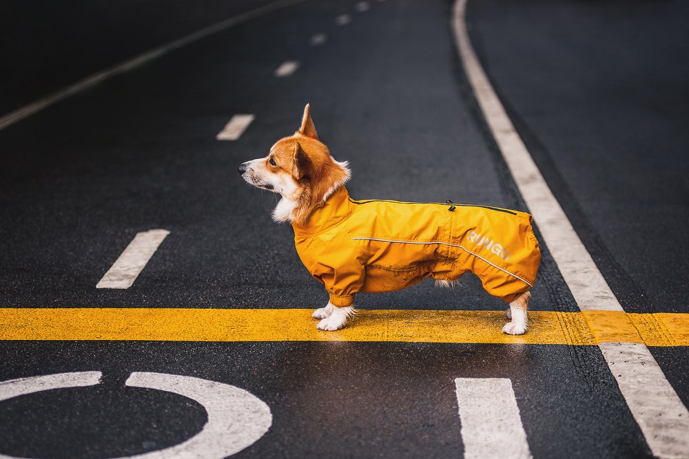 Фотография автора PO IRINA