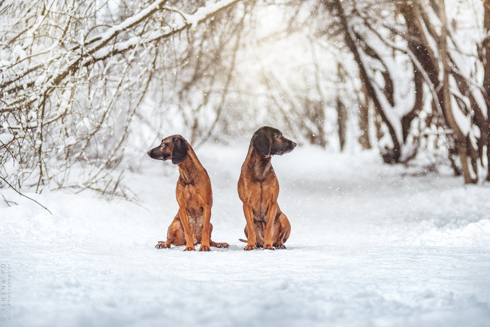 Фотография автора PO IRINA