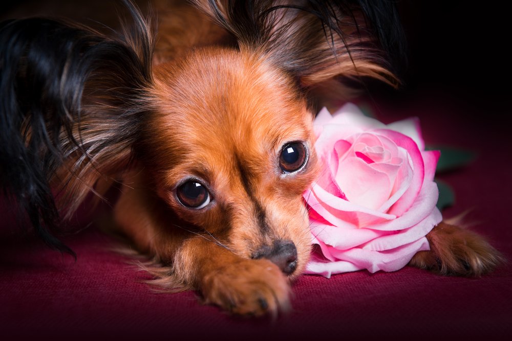 Фотография автора PO IRINA