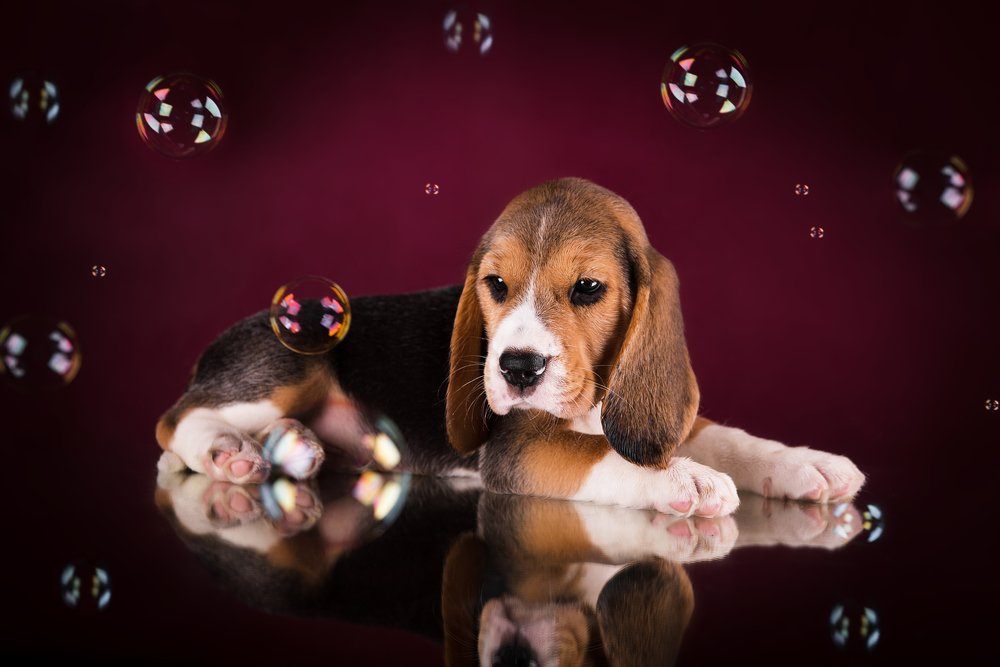 Фотография автора PO IRINA