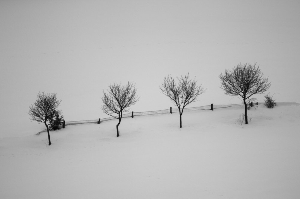 Lonely trees
