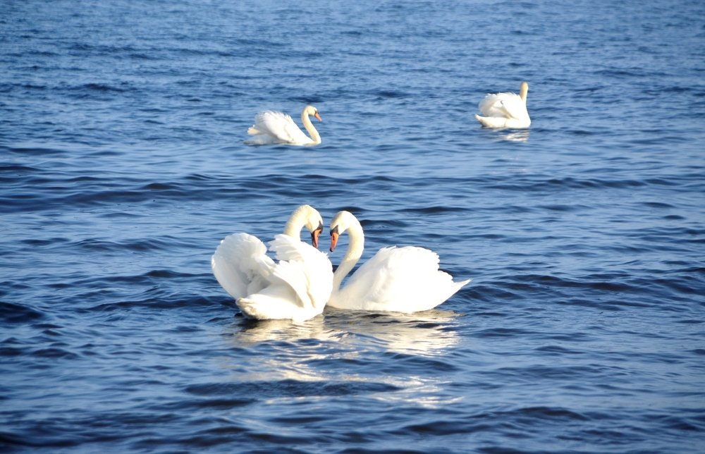 Photograph by Galina Baranovskaja