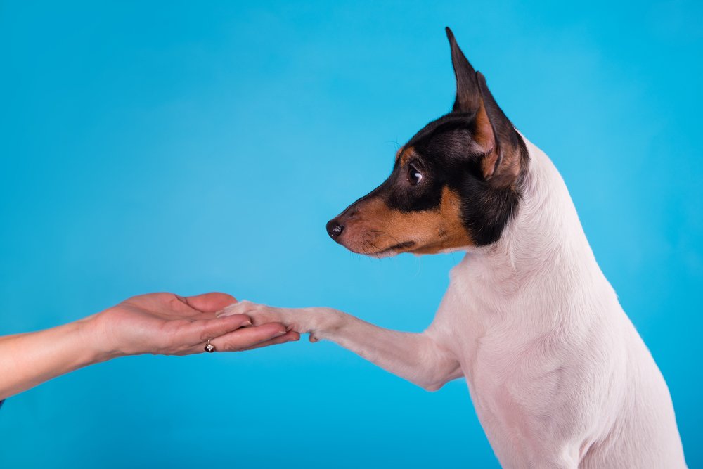 Фотография автора PO IRINA