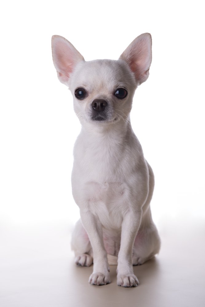 Фотография автора PO IRINA