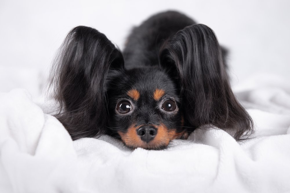 Фотография автора PO IRINA